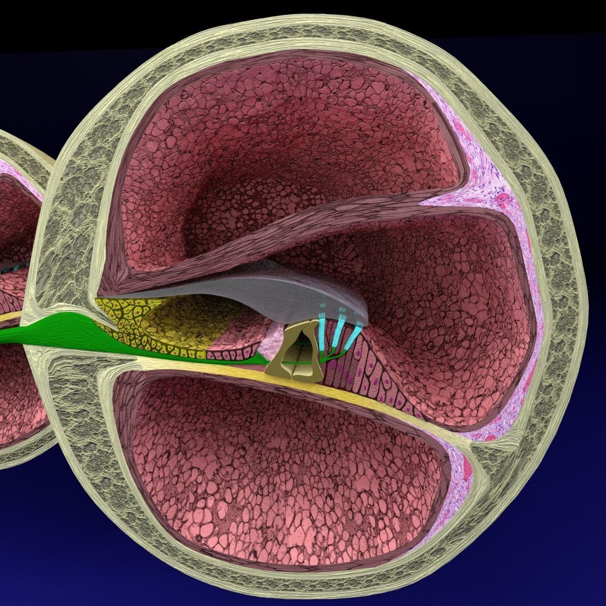 Cochlear duct organ of corti inner ear 3D model_15