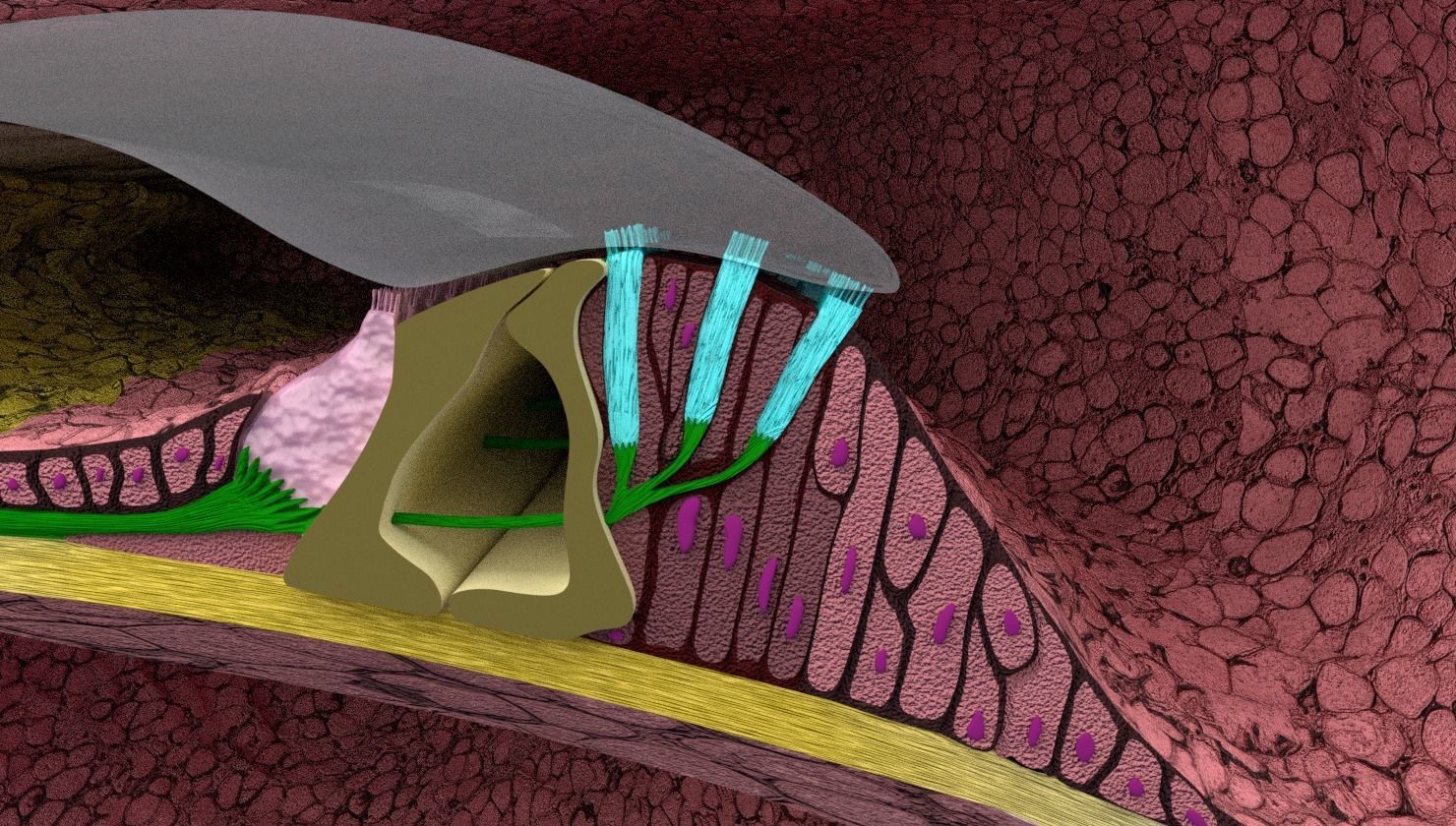 Cochlear duct organ of corti inner ear 3D model_7