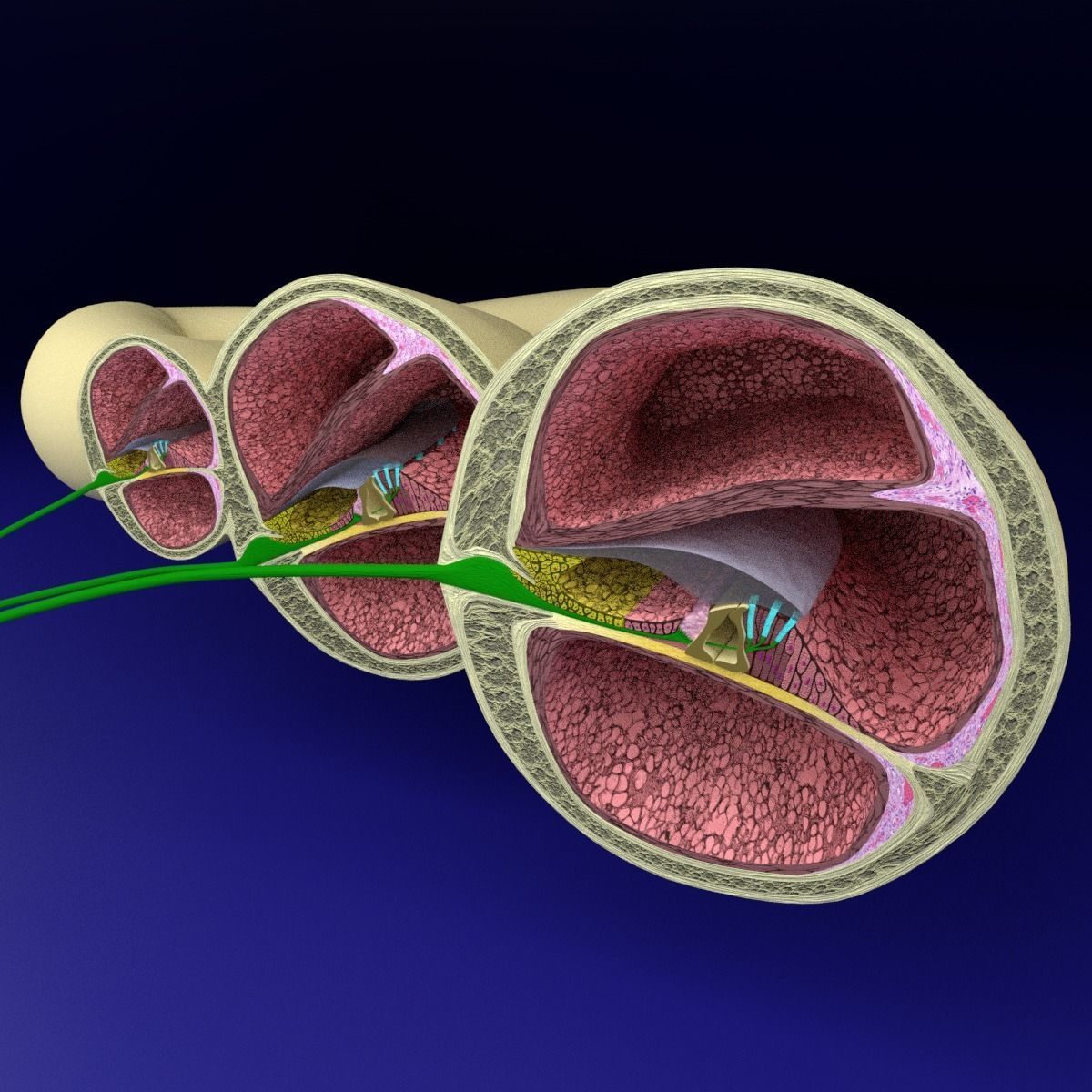 Cochlear duct organ of corti inner ear 3D model_11