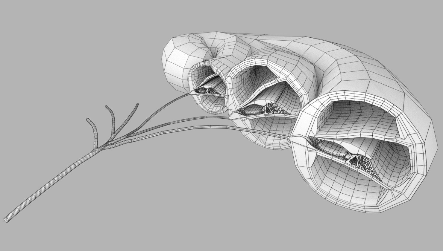 Cochlear duct organ of corti inner ear 3D model_19