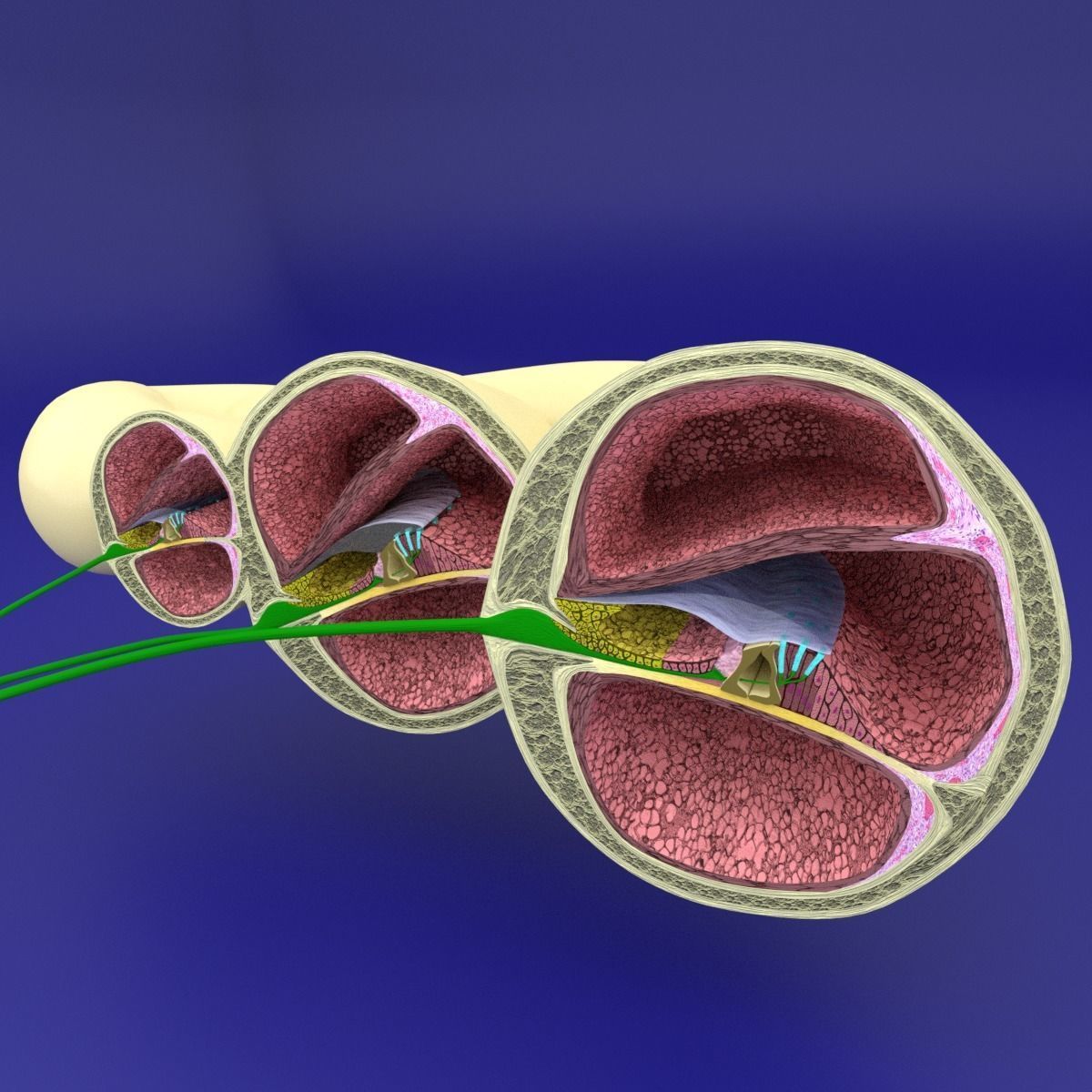 Cochlear duct organ of corti inner ear 3D model_2