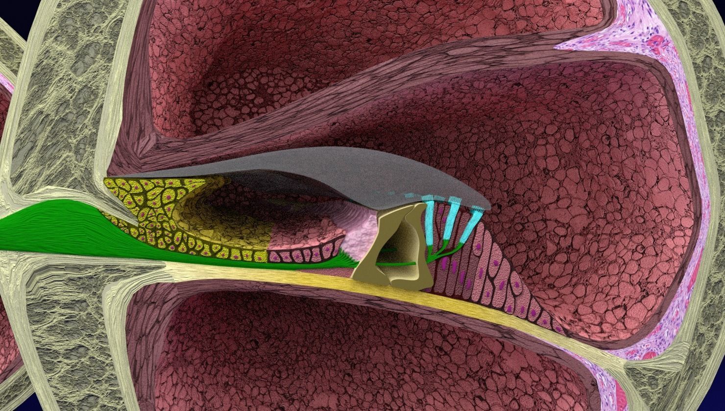 Cochlear duct organ of corti inner ear 3D model_18