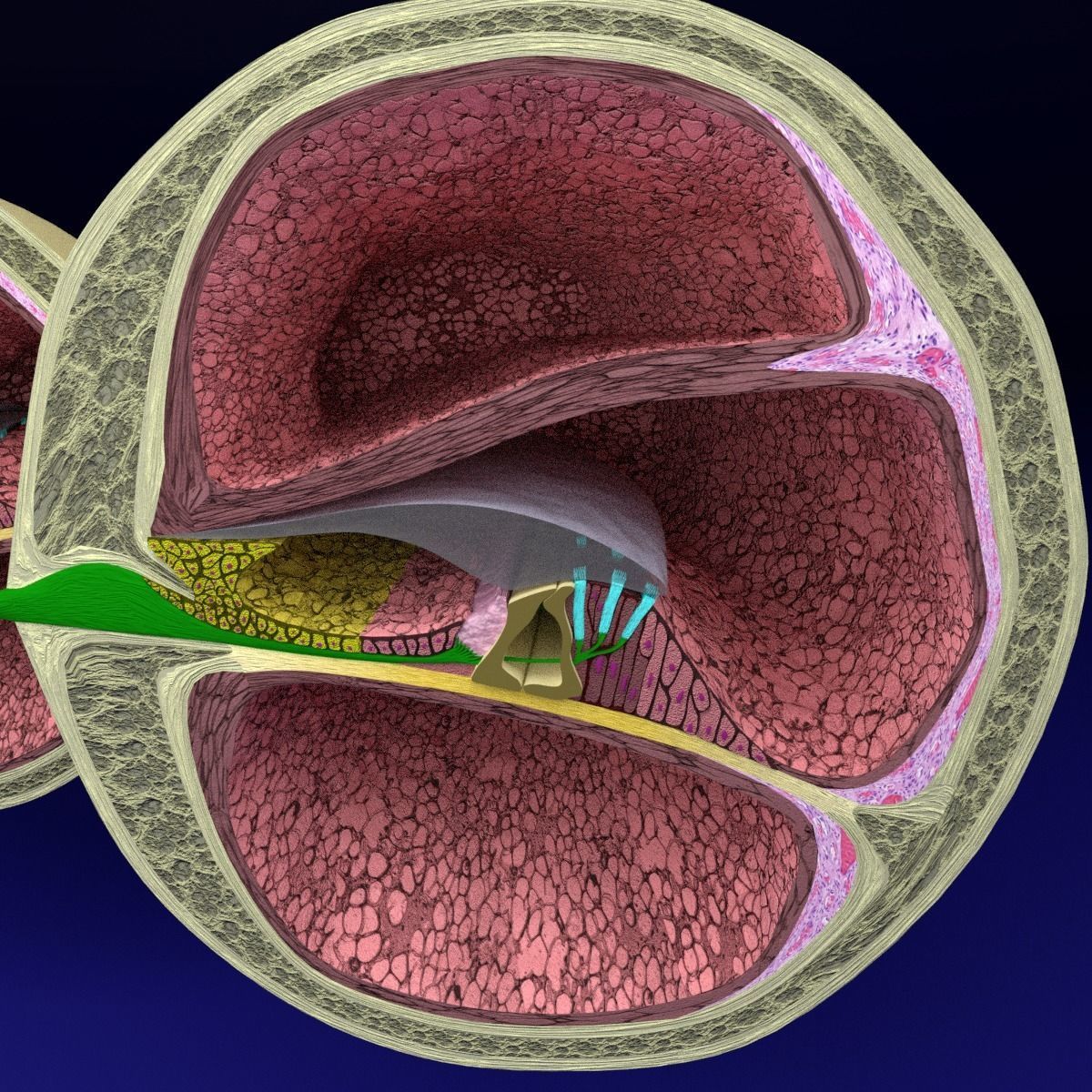 Cochlear duct organ of corti inner ear 3D model_14