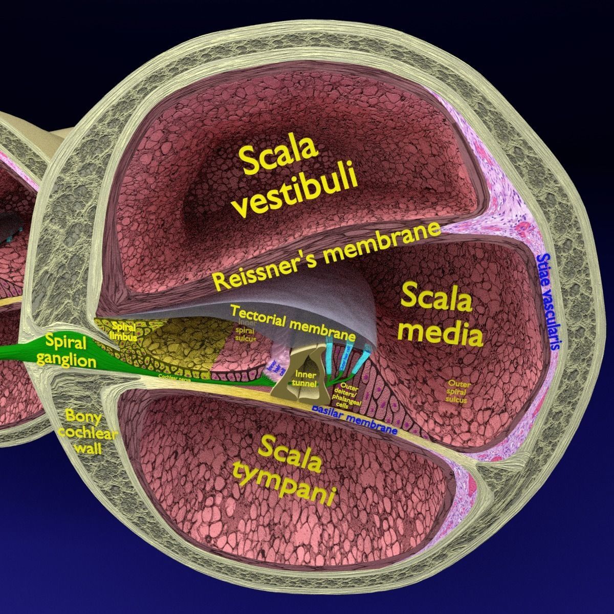 Cochlear duct organ of corti inner ear 3D model_13
