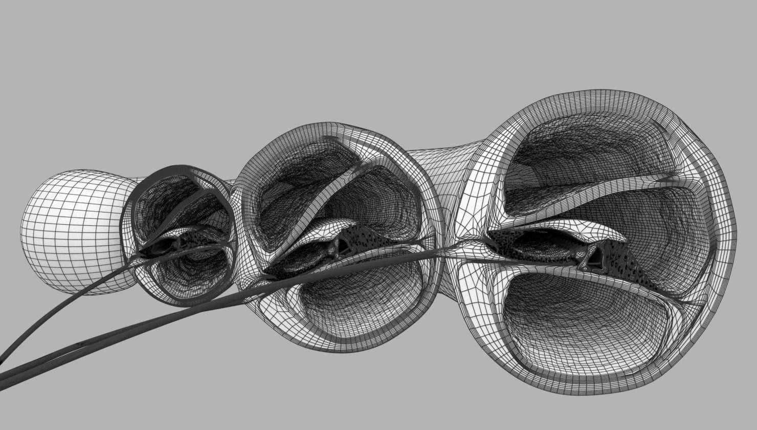 Cochlear duct organ of corti inner ear 3D model_25
