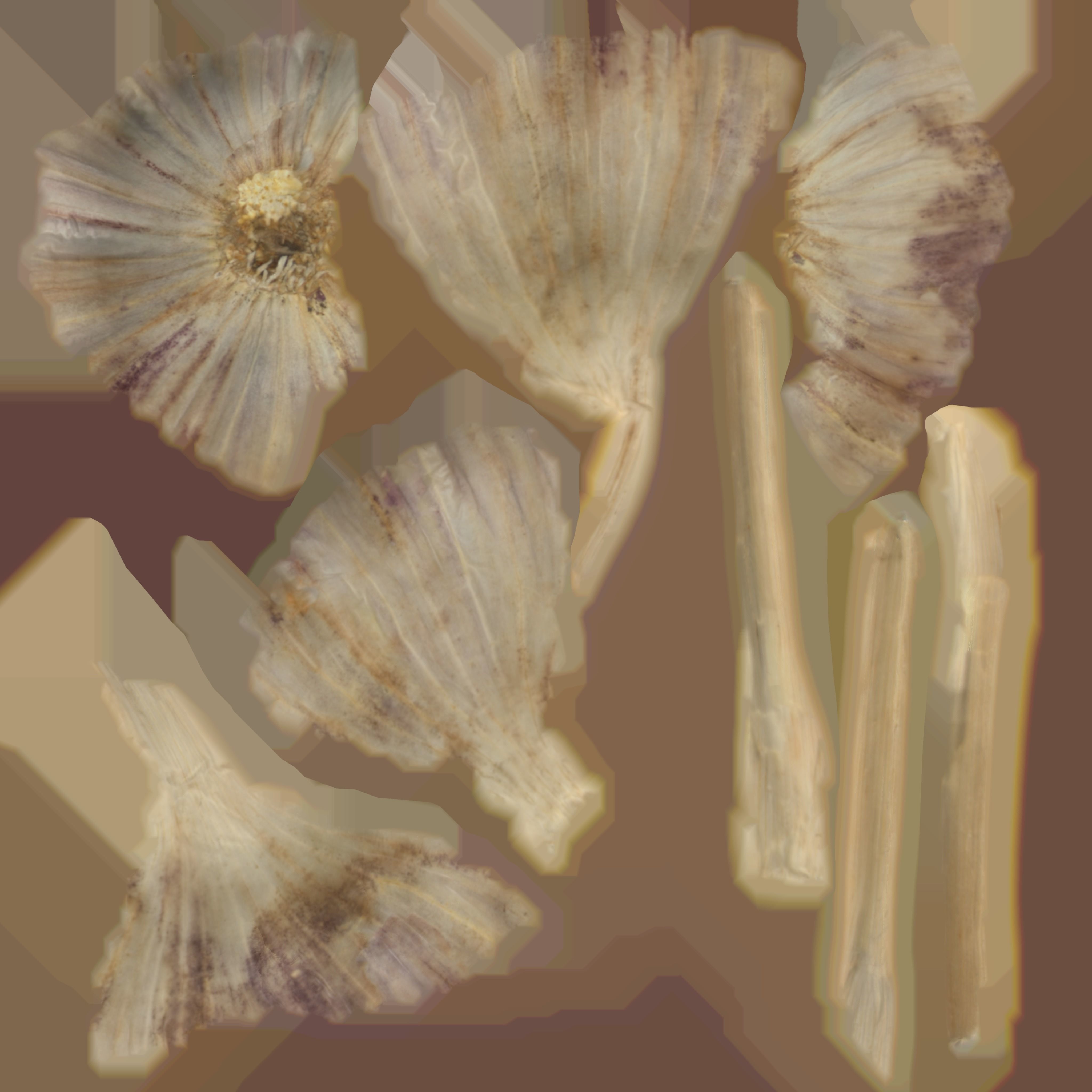 Garlic bulb Low-poly 3D model_16