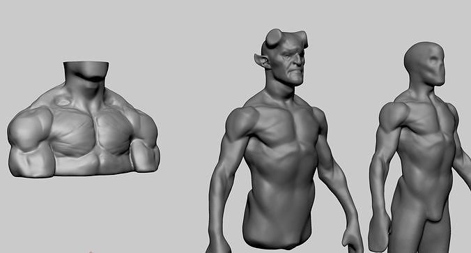 Anatomy Studies 3D model