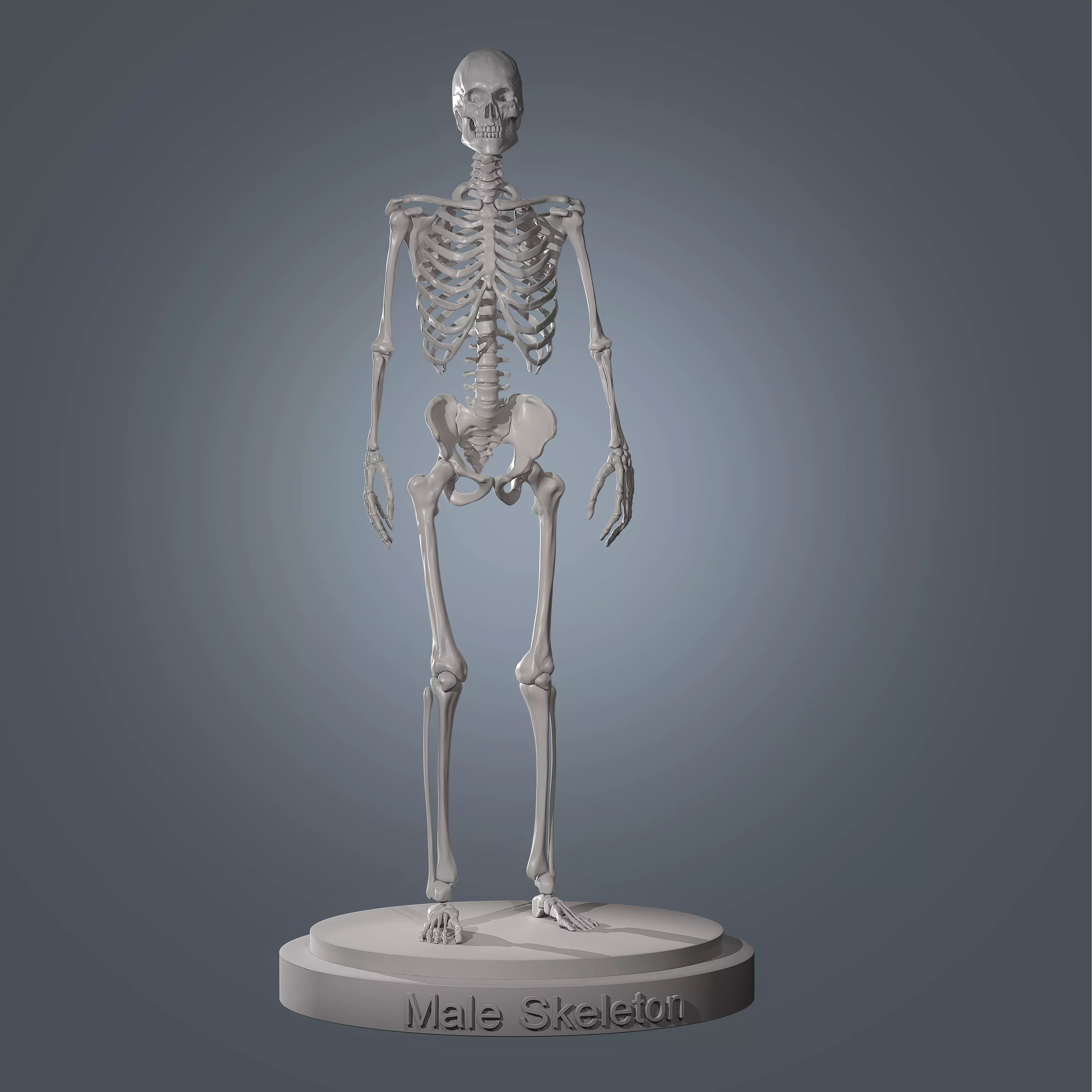 Human Skeleton Base Mesh Low-poly 3D model