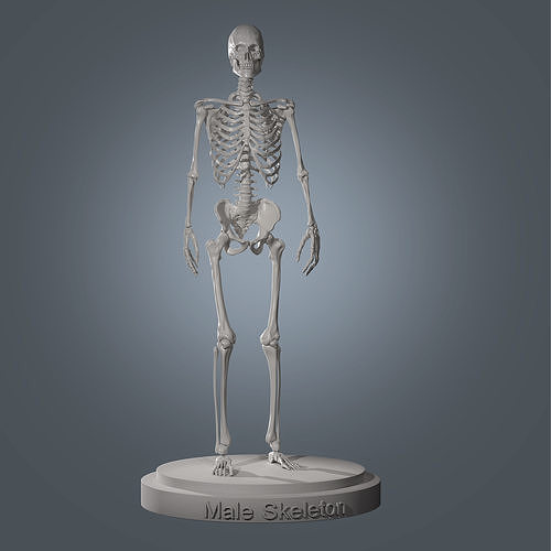 Human Skeleton Base Mesh Low-poly 3D model