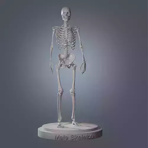 Human Skeleton Base Mesh