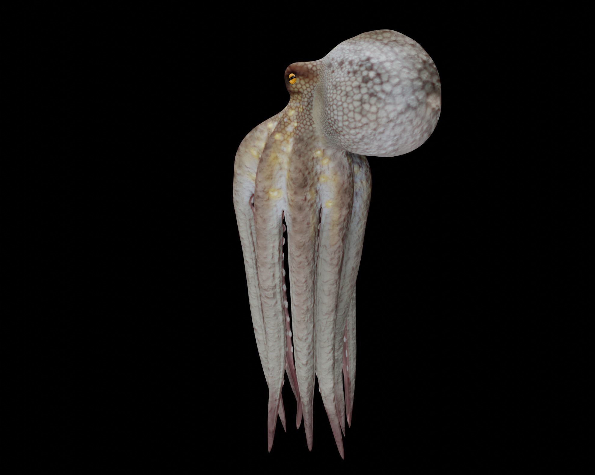 Animated Octopus 3D model_10