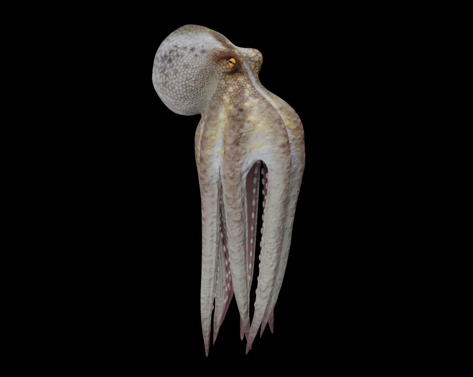 Animated Octopus 3D model_17