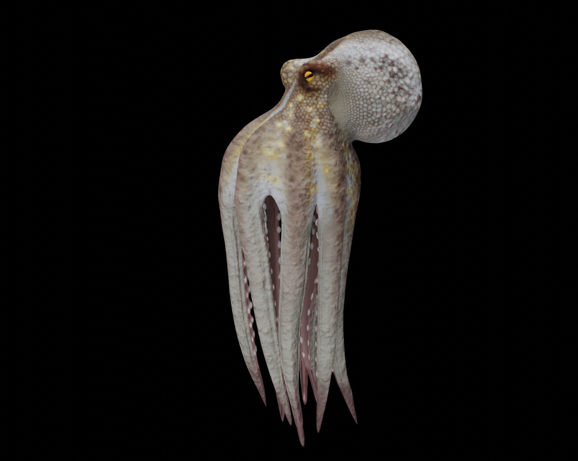 Animated Octopus 3D model_12