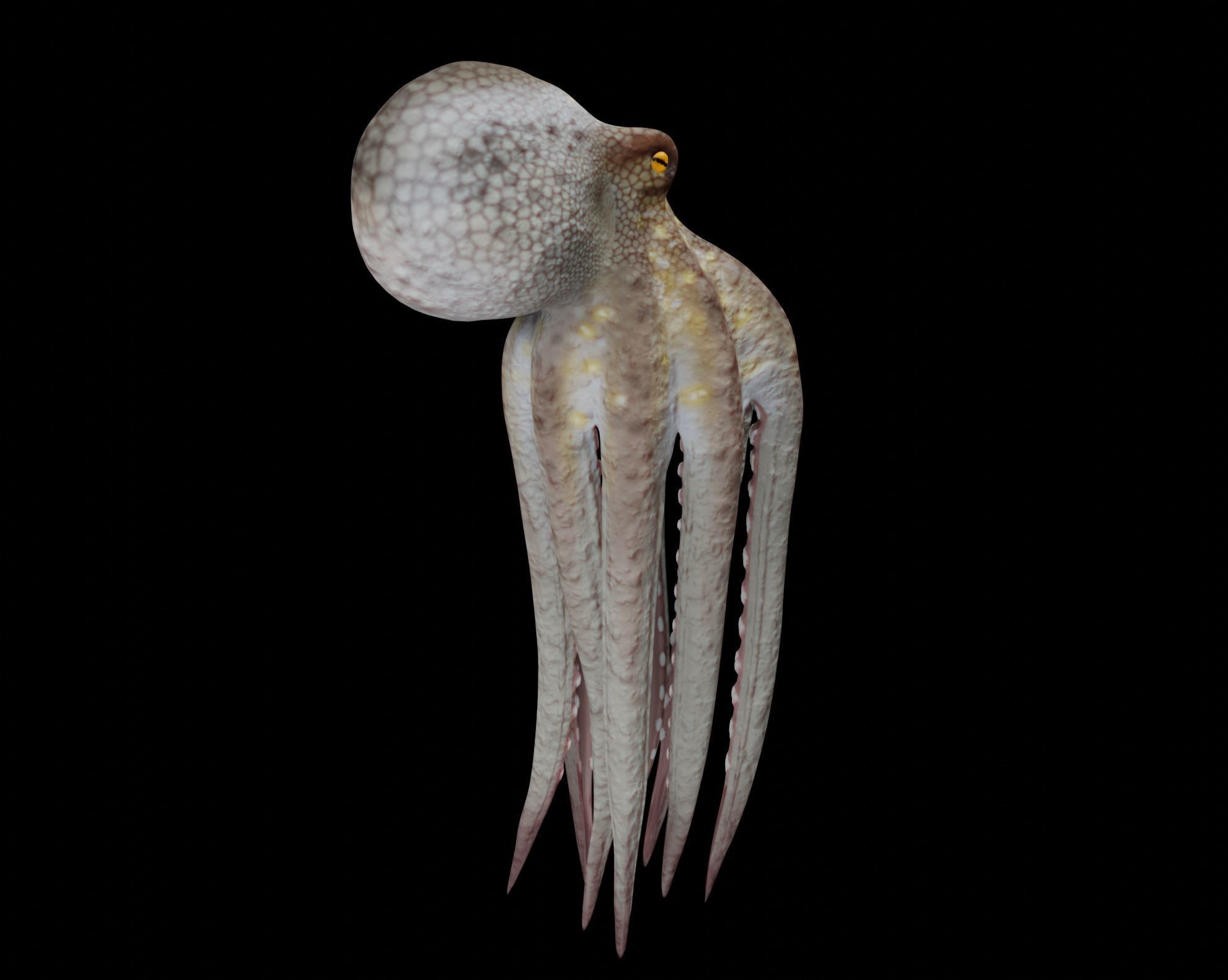 Animated Octopus 3D model_5