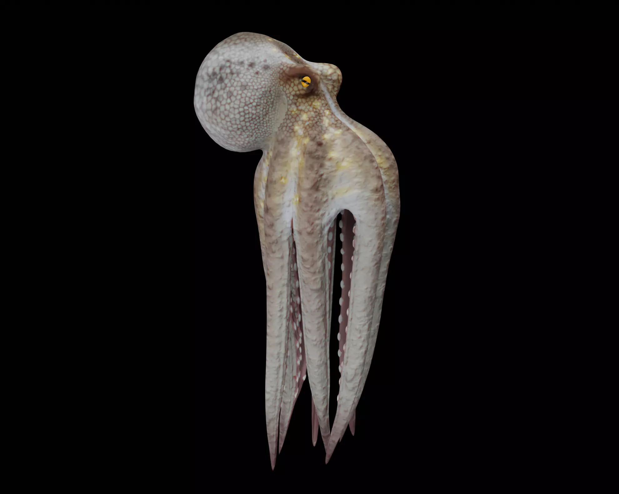 Animated Octopus 3D model_0