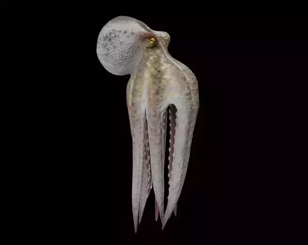 Animated Octopus 3D model