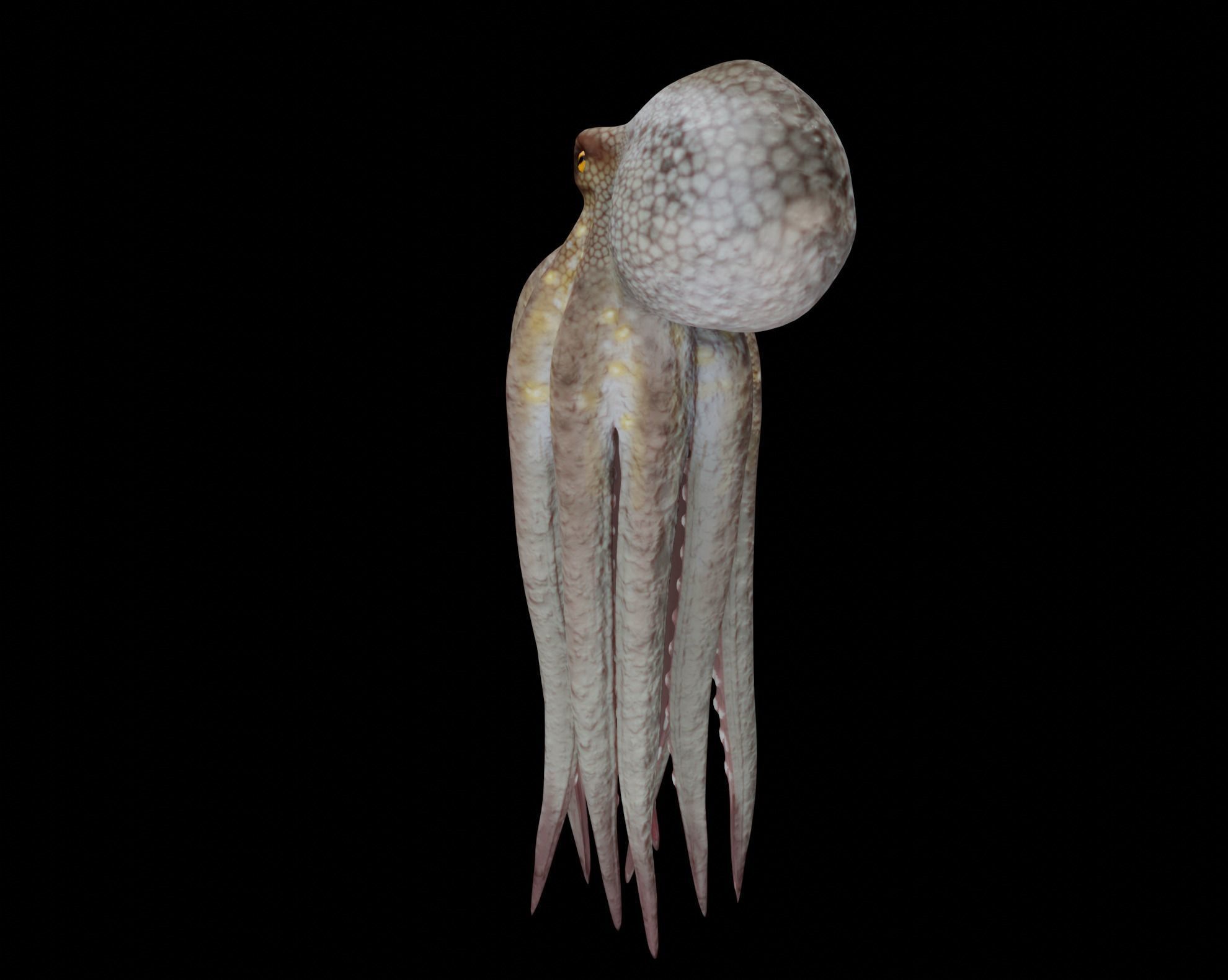 Animated Octopus 3D model_9