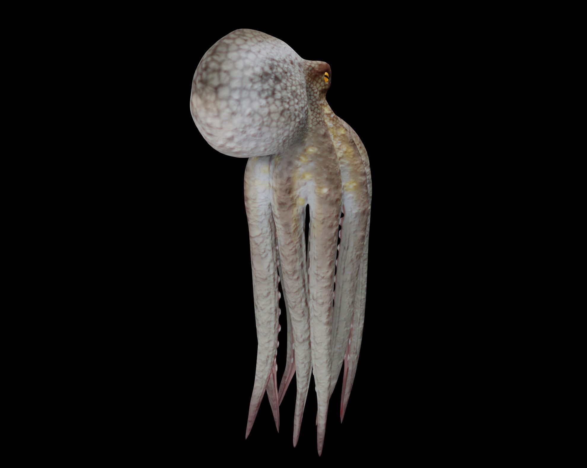 Animated Octopus 3D model_6