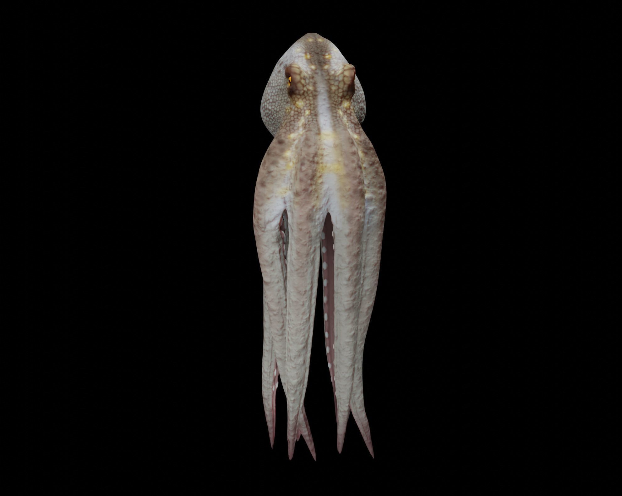 Animated Octopus 3D model_15