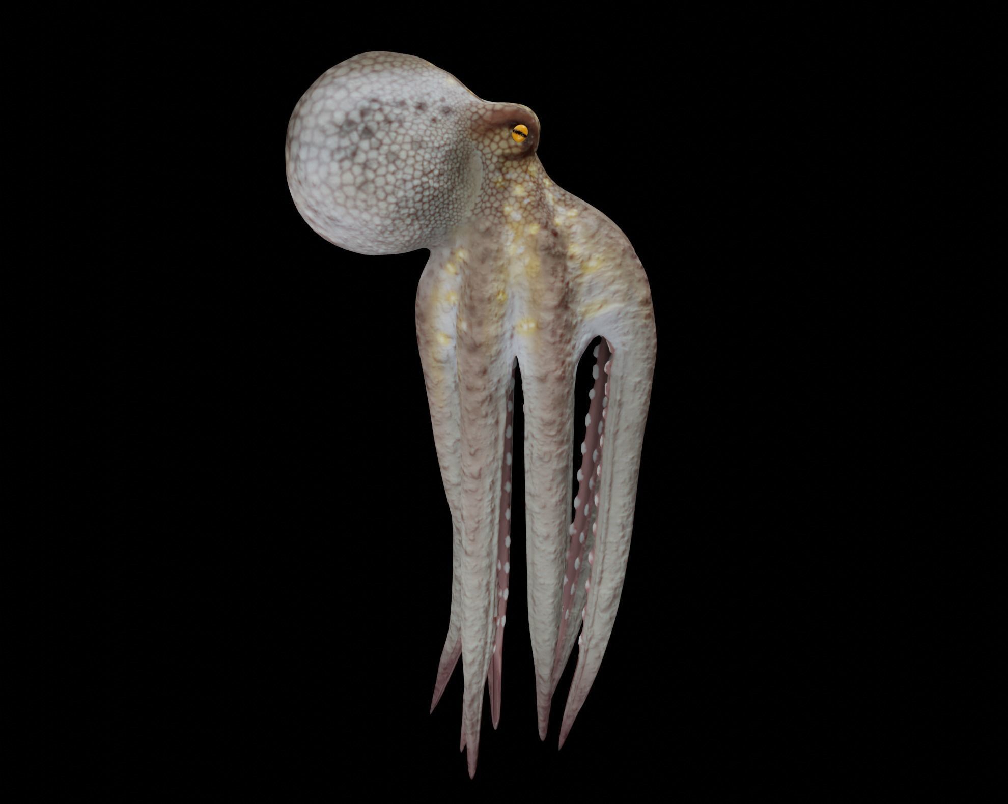 Animated Octopus 3D model_4