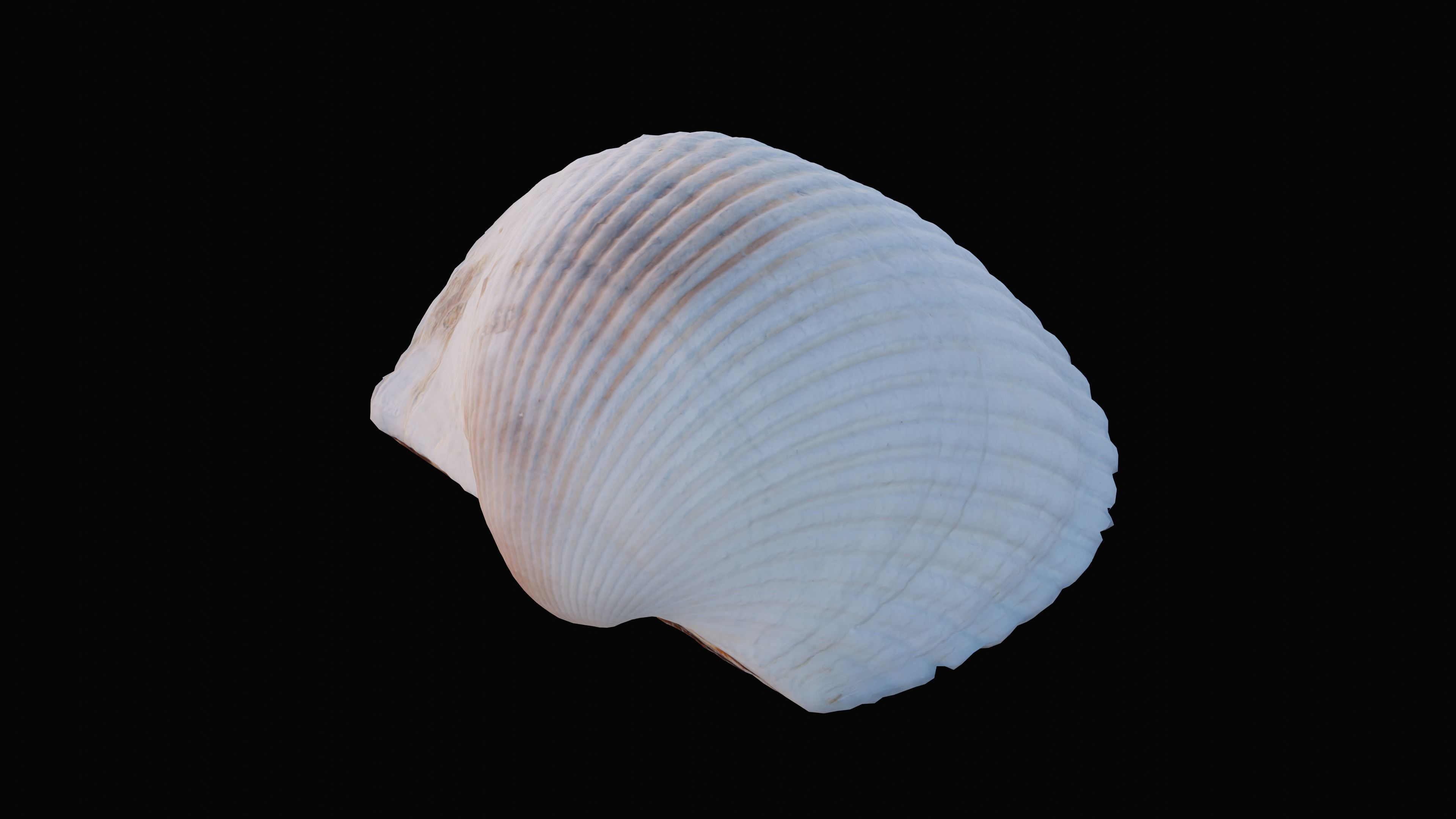 Cockie Sea Shell Low-poly 3D model_3