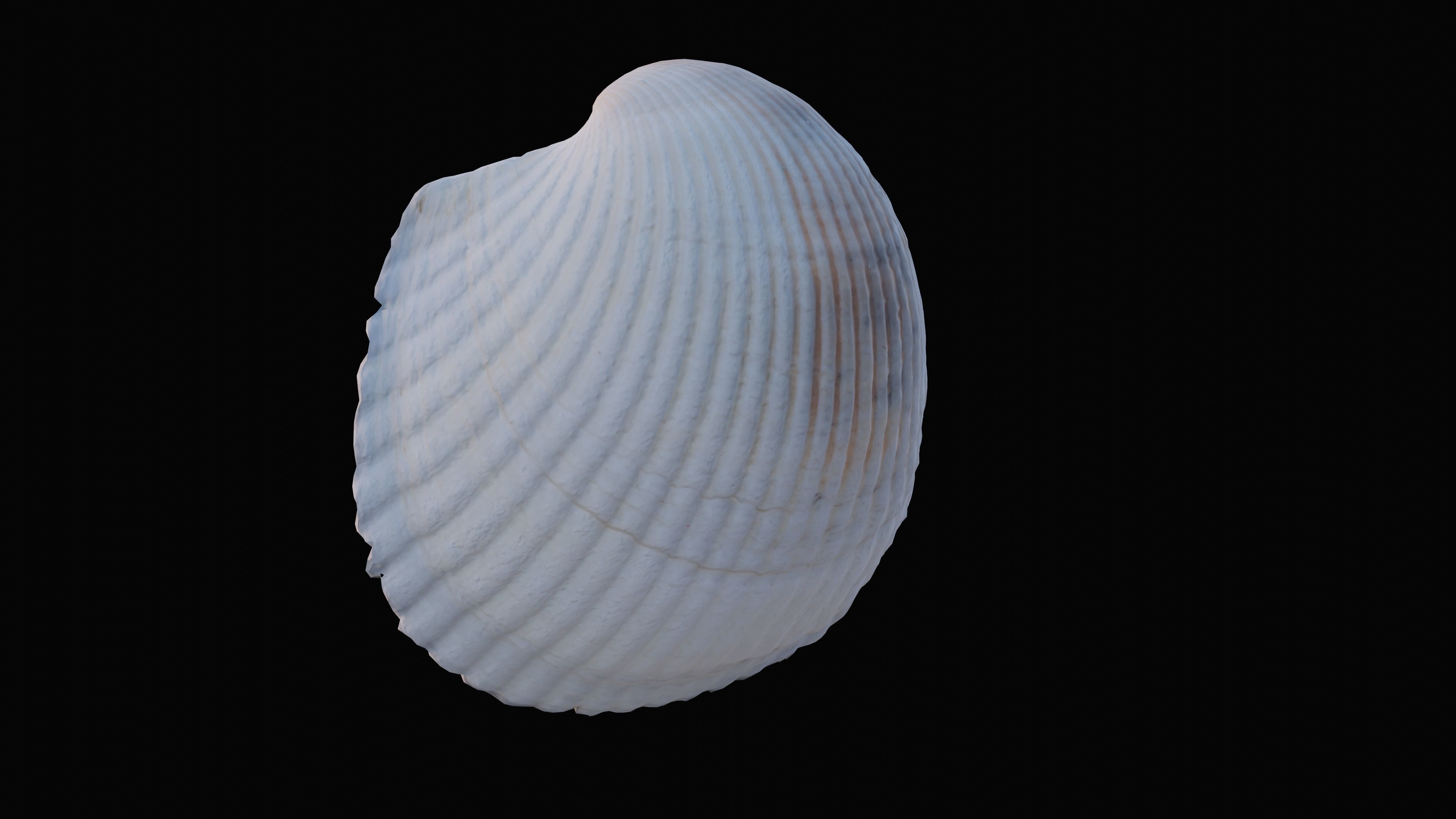 Cockie Sea Shell Low-poly 3D model_13