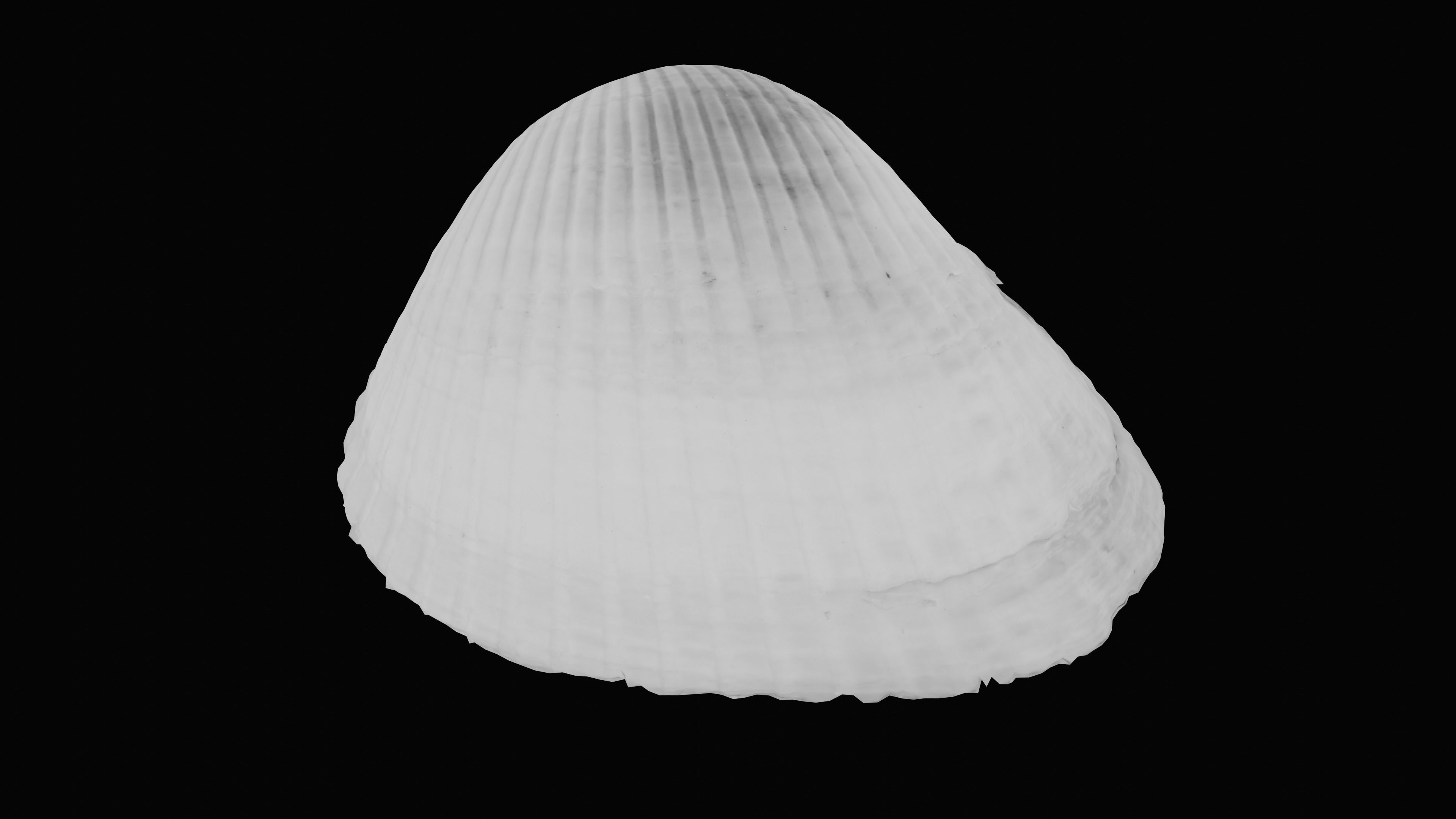 Cockie Sea Shell Low-poly 3D model_26