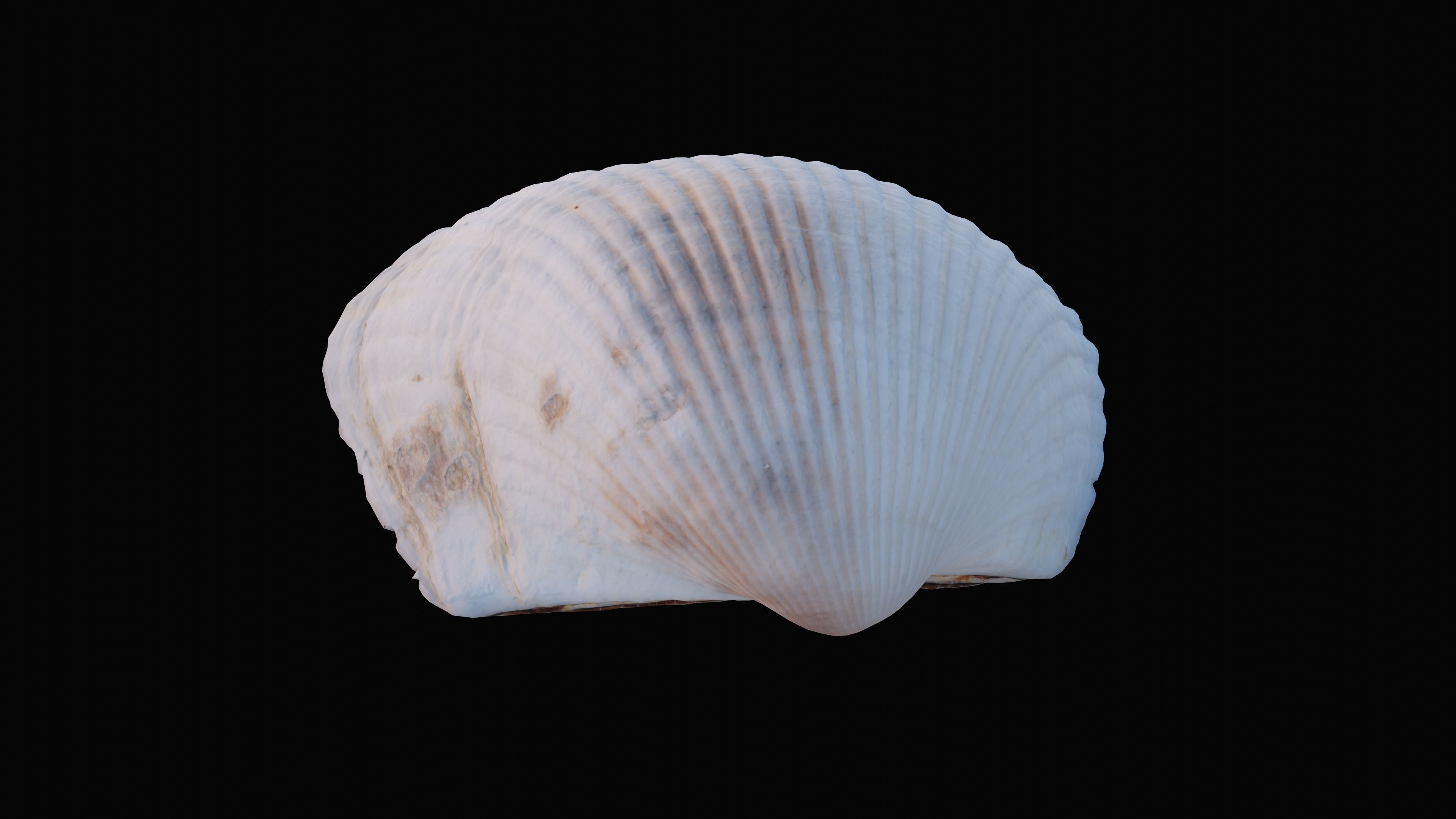Cockie Sea Shell Low-poly 3D model_4