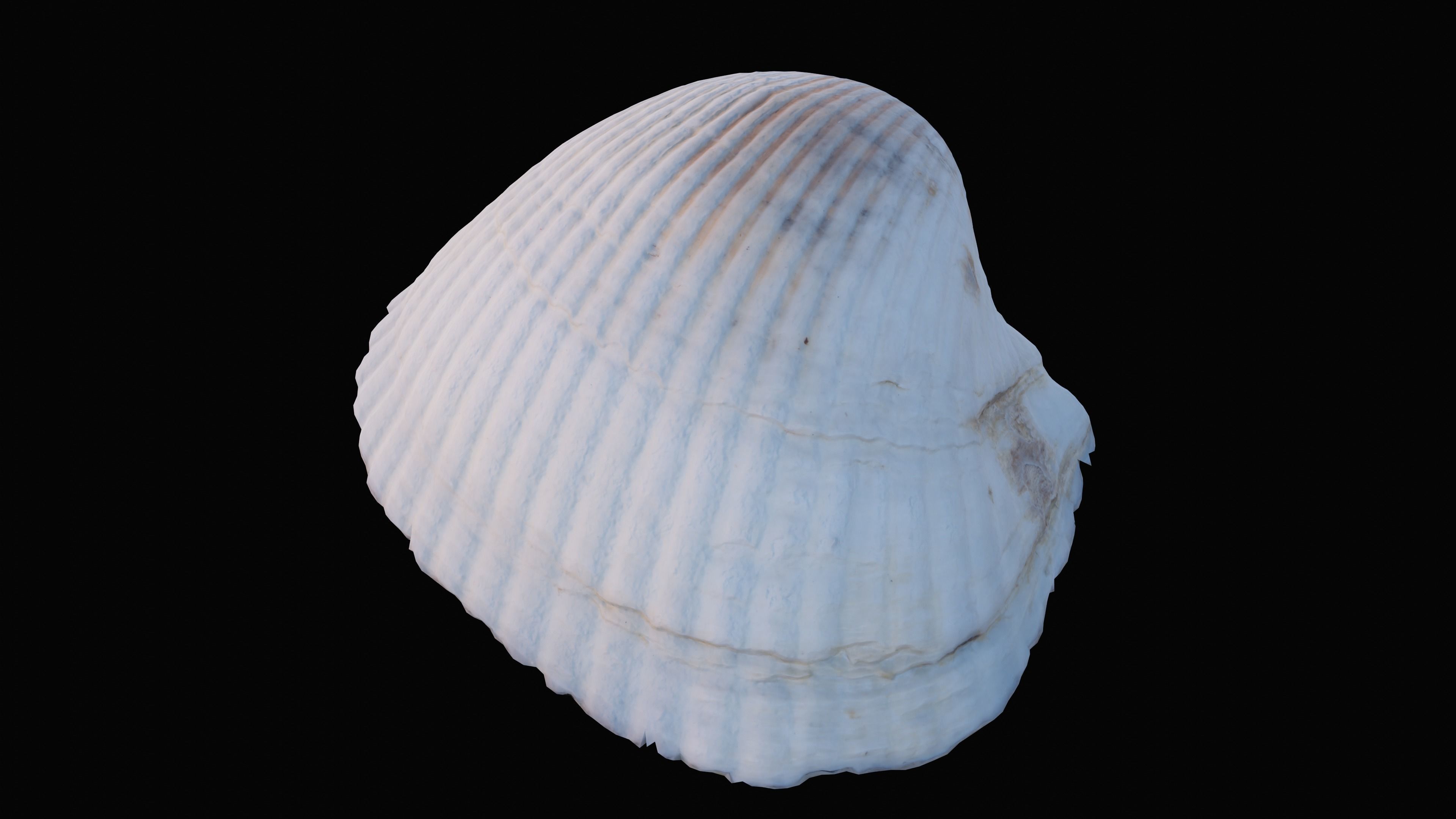 Cockie Sea Shell Low-poly 3D model_7
