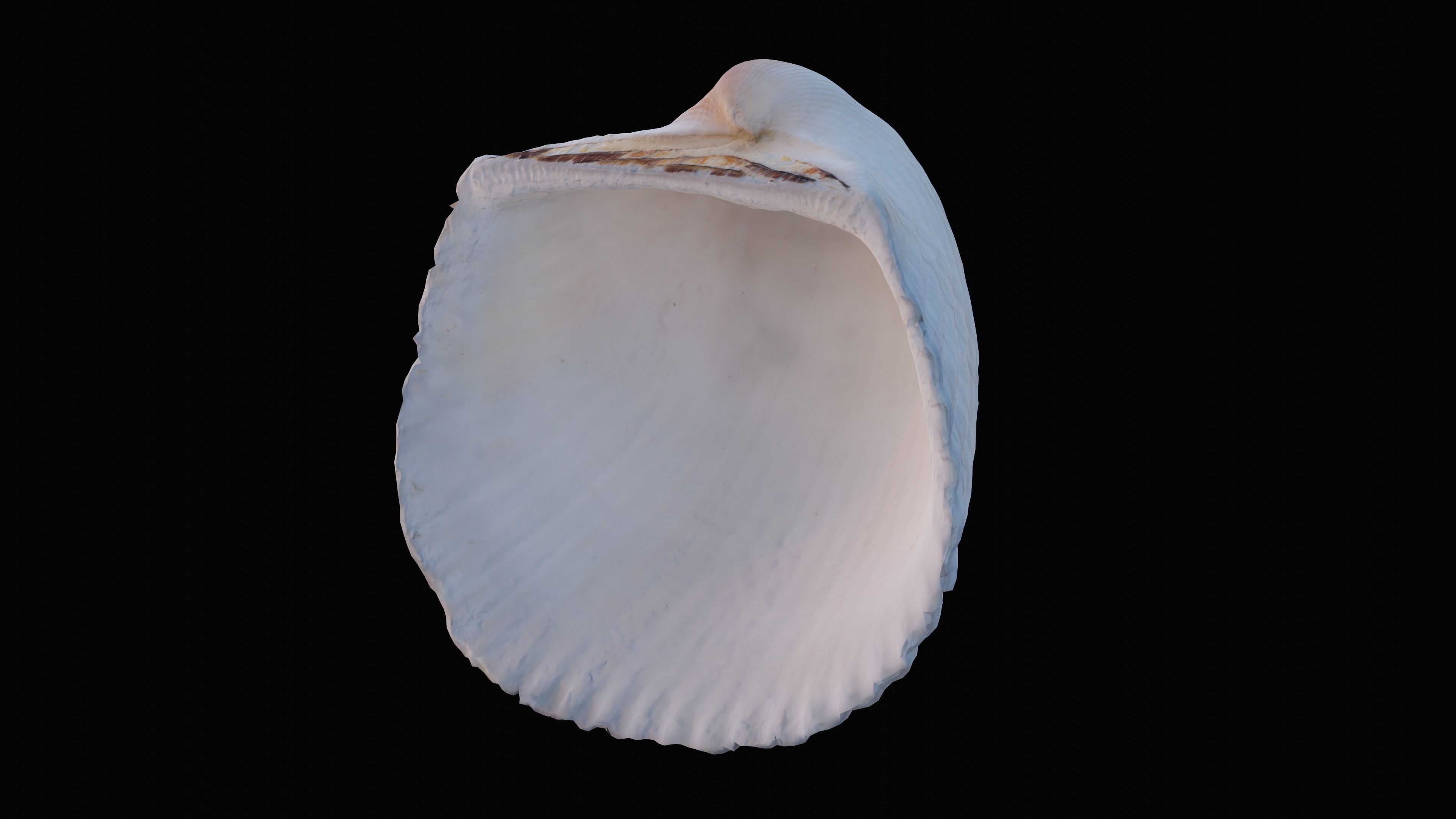 Cockie Sea Shell Low-poly 3D model_15