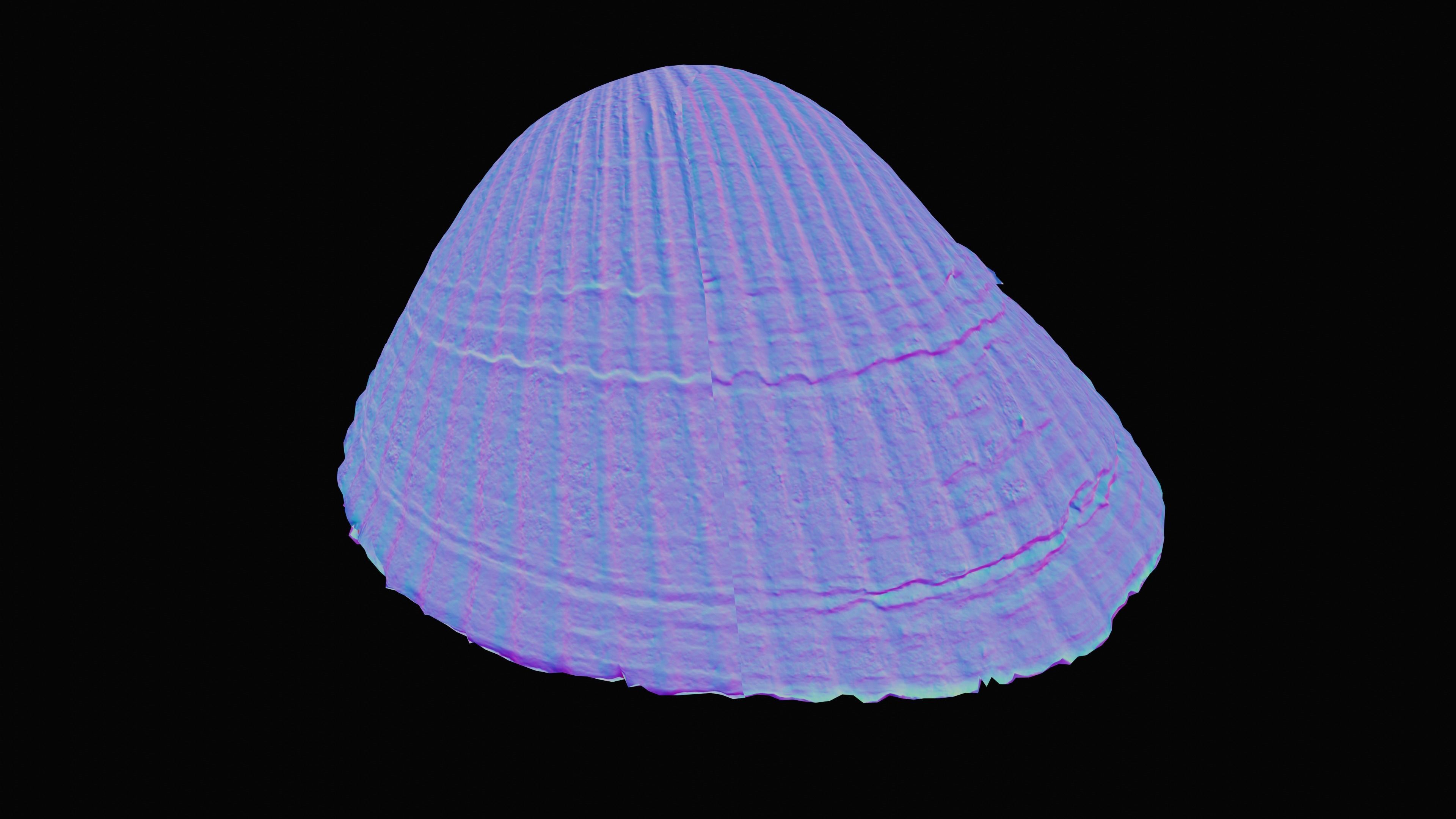 Cockie Sea Shell Low-poly 3D model_18