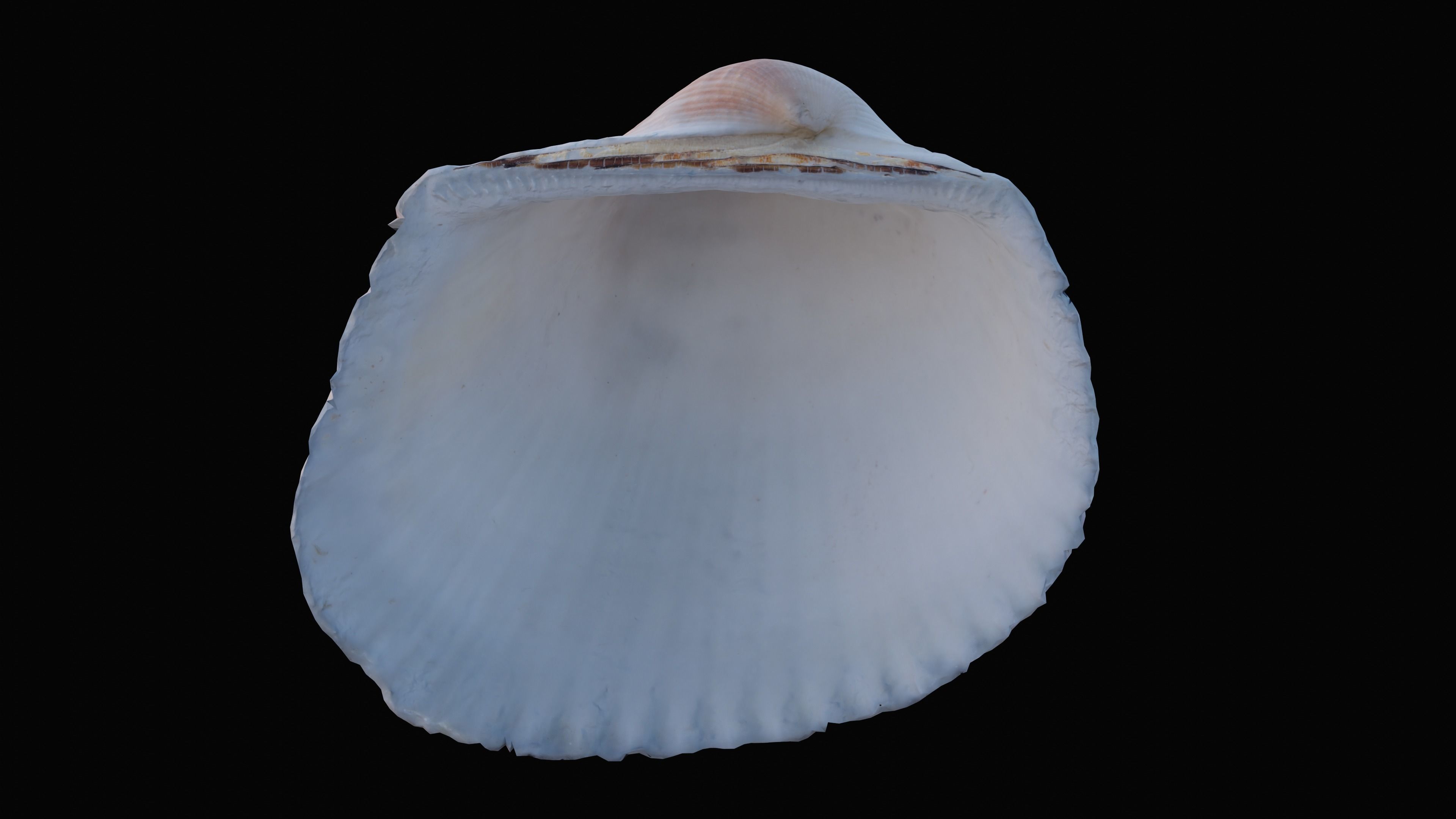 Cockie Sea Shell Low-poly 3D model_16