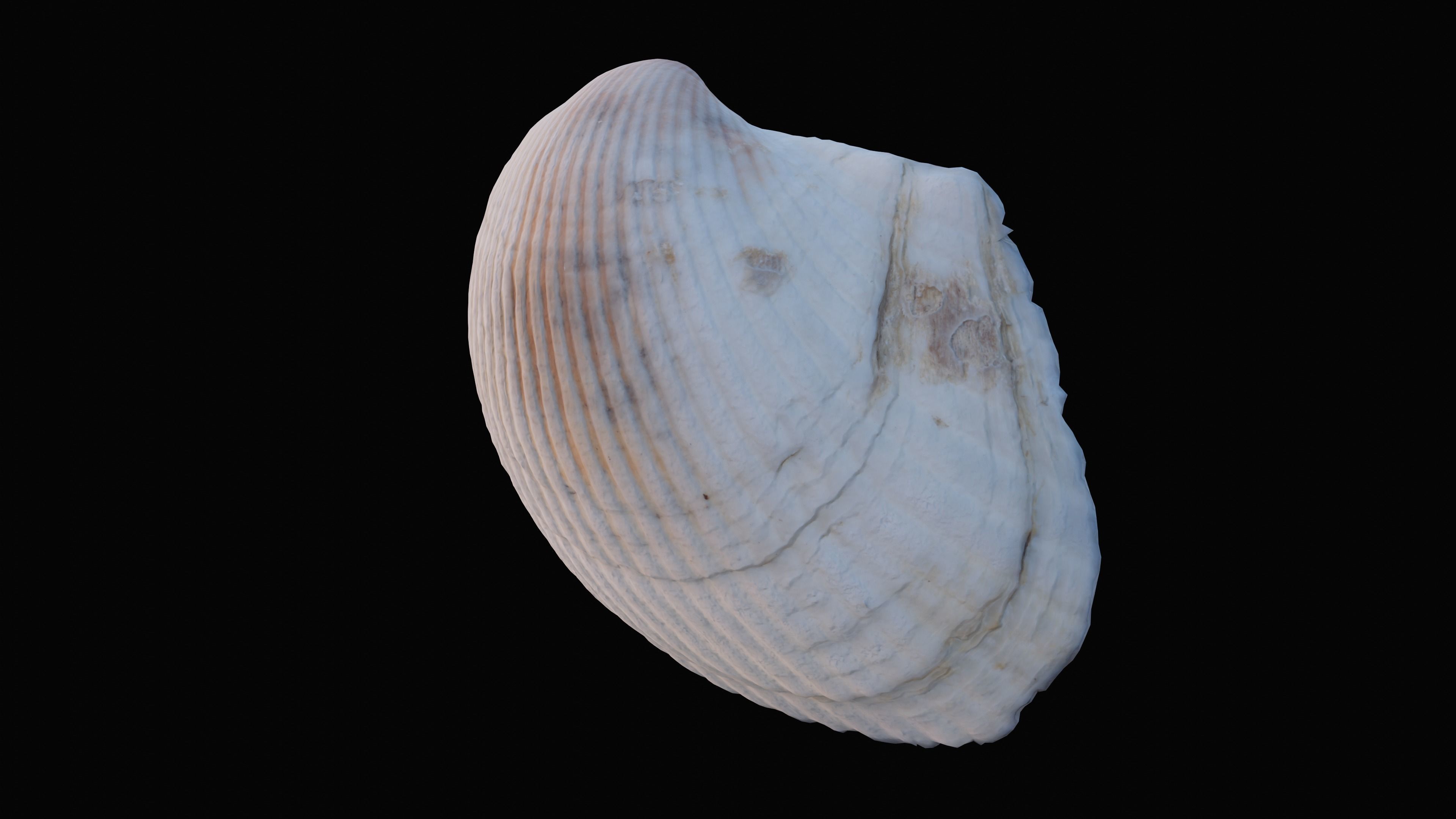 Cockie Sea Shell Low-poly 3D model_11