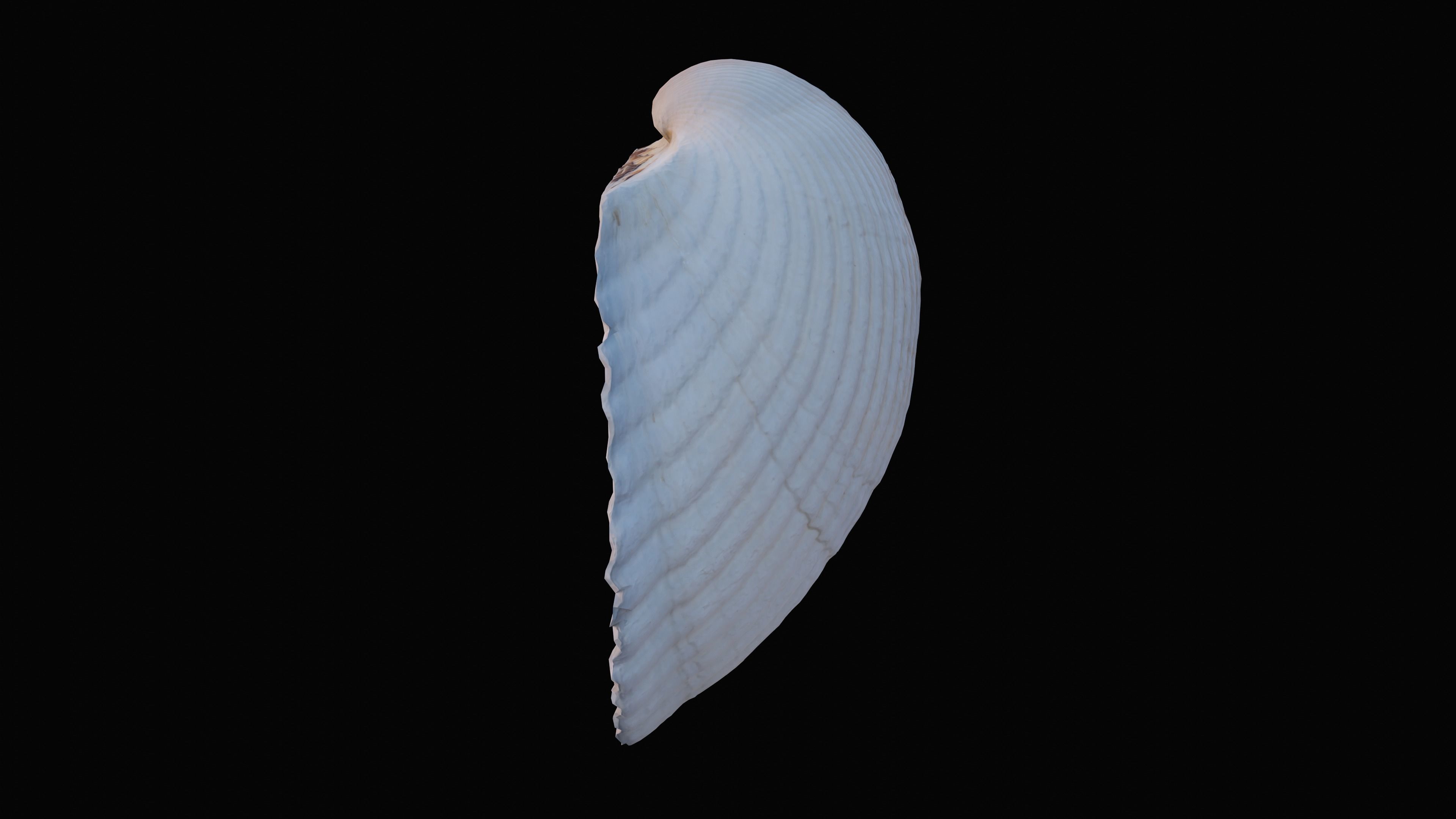 Cockie Sea Shell Low-poly 3D model_14