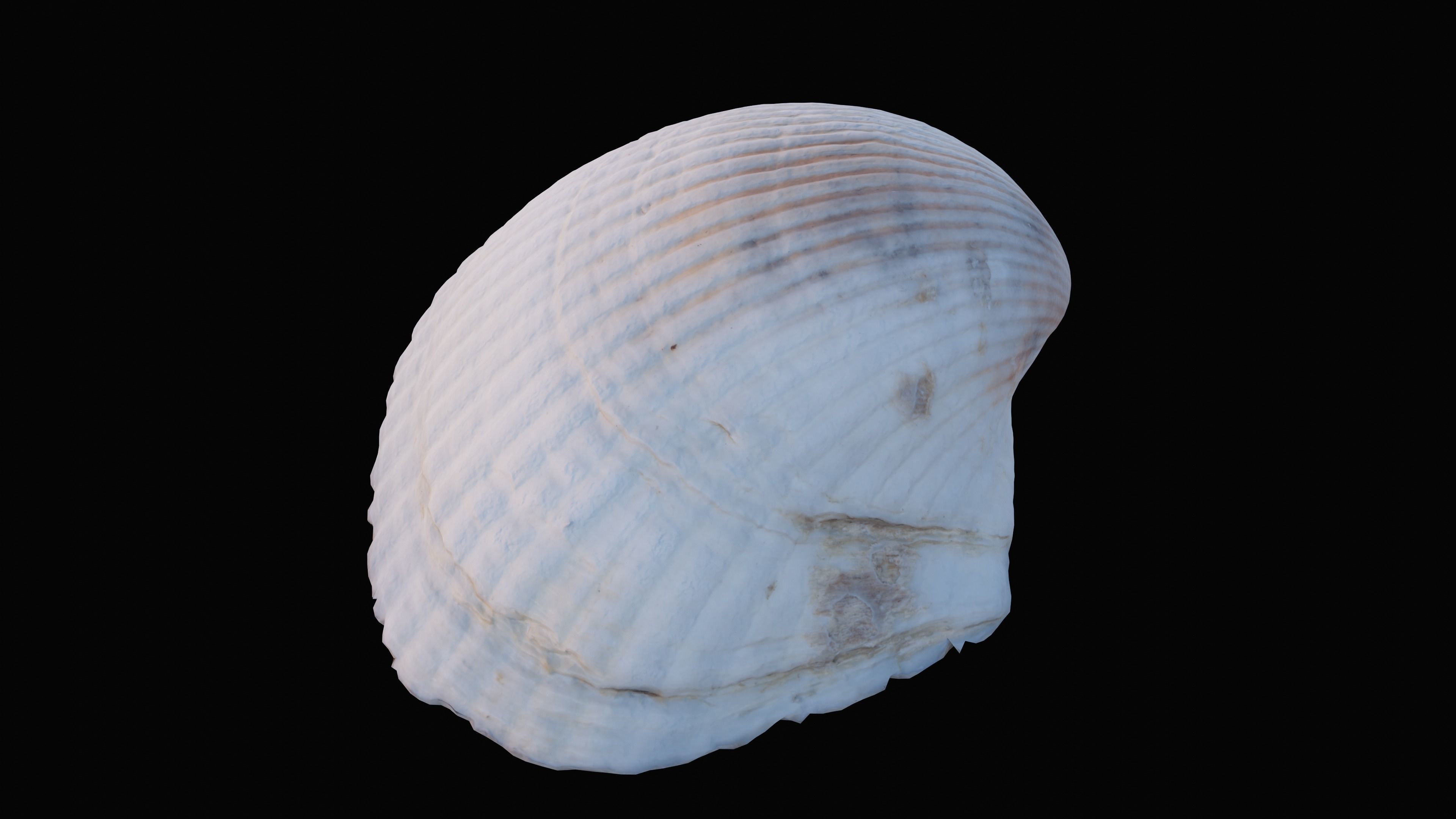Cockie Sea Shell Low-poly 3D model_6