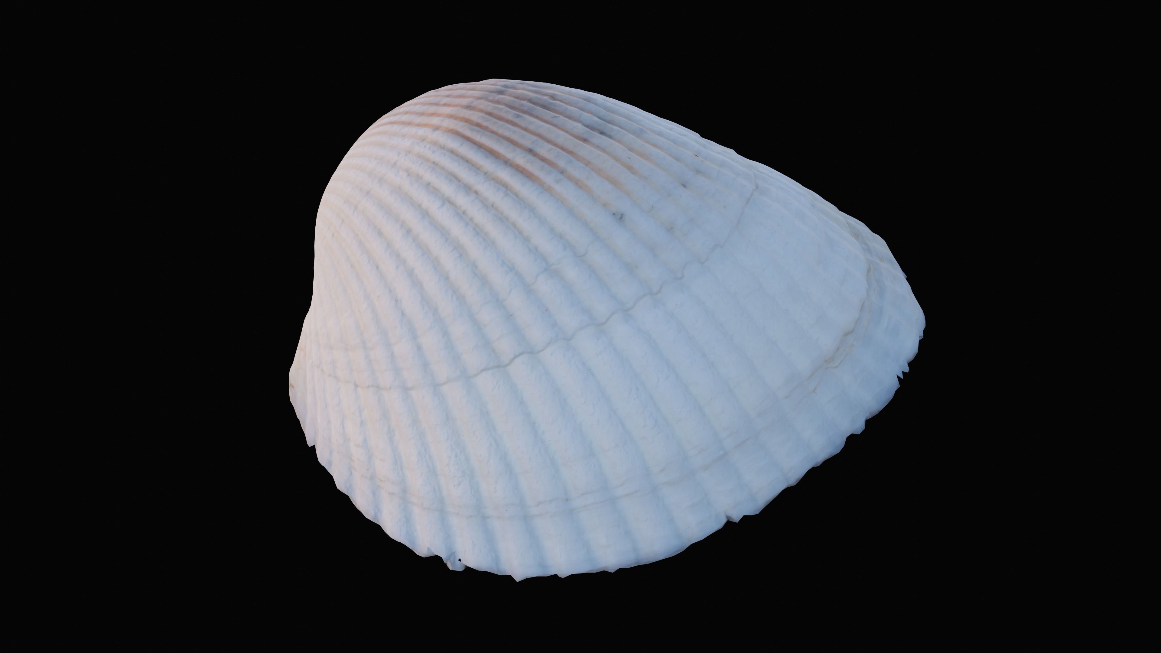 Cockie Sea Shell Low-poly 3D model_1