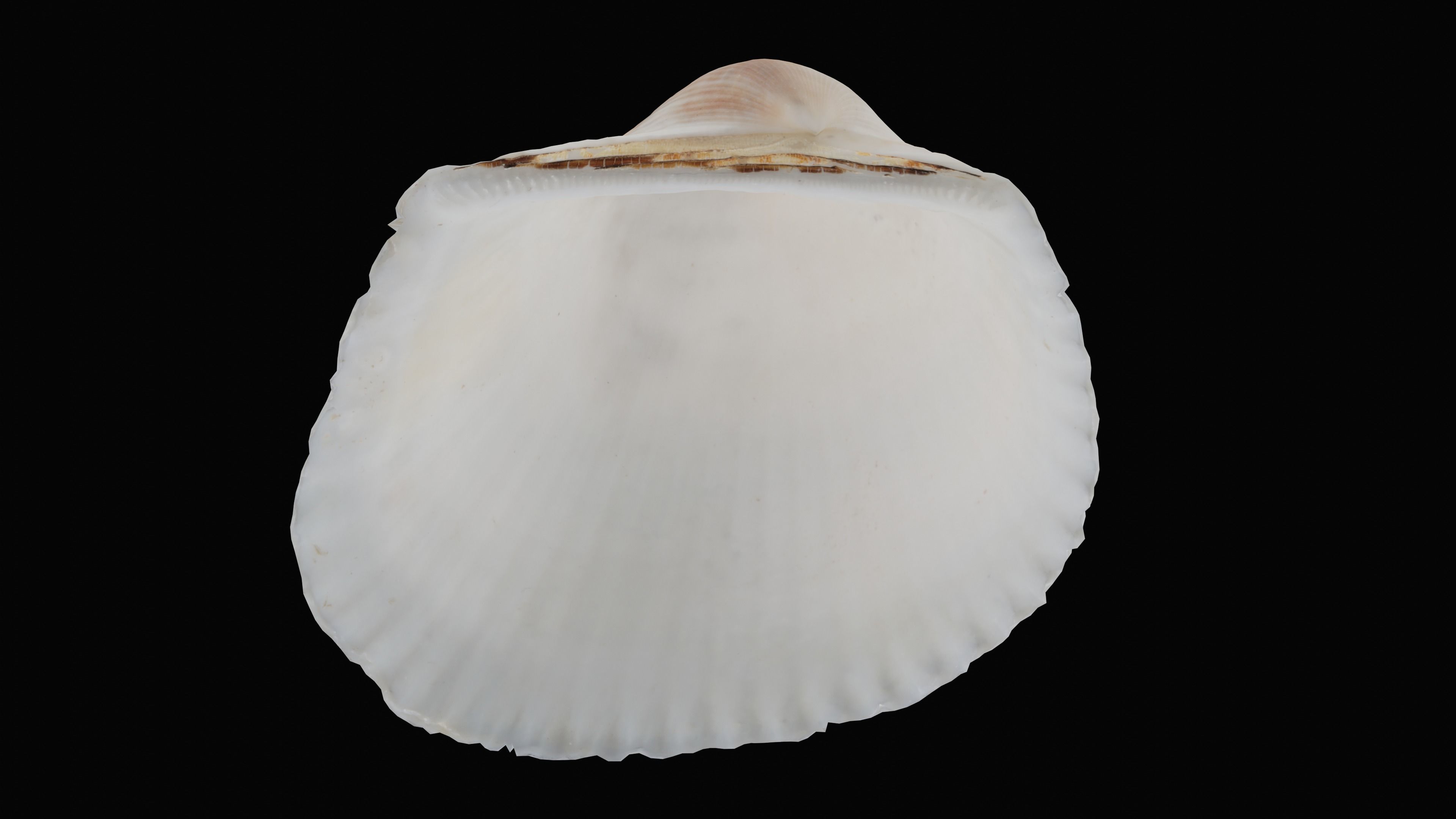 Cockie Sea Shell Low-poly 3D model_28