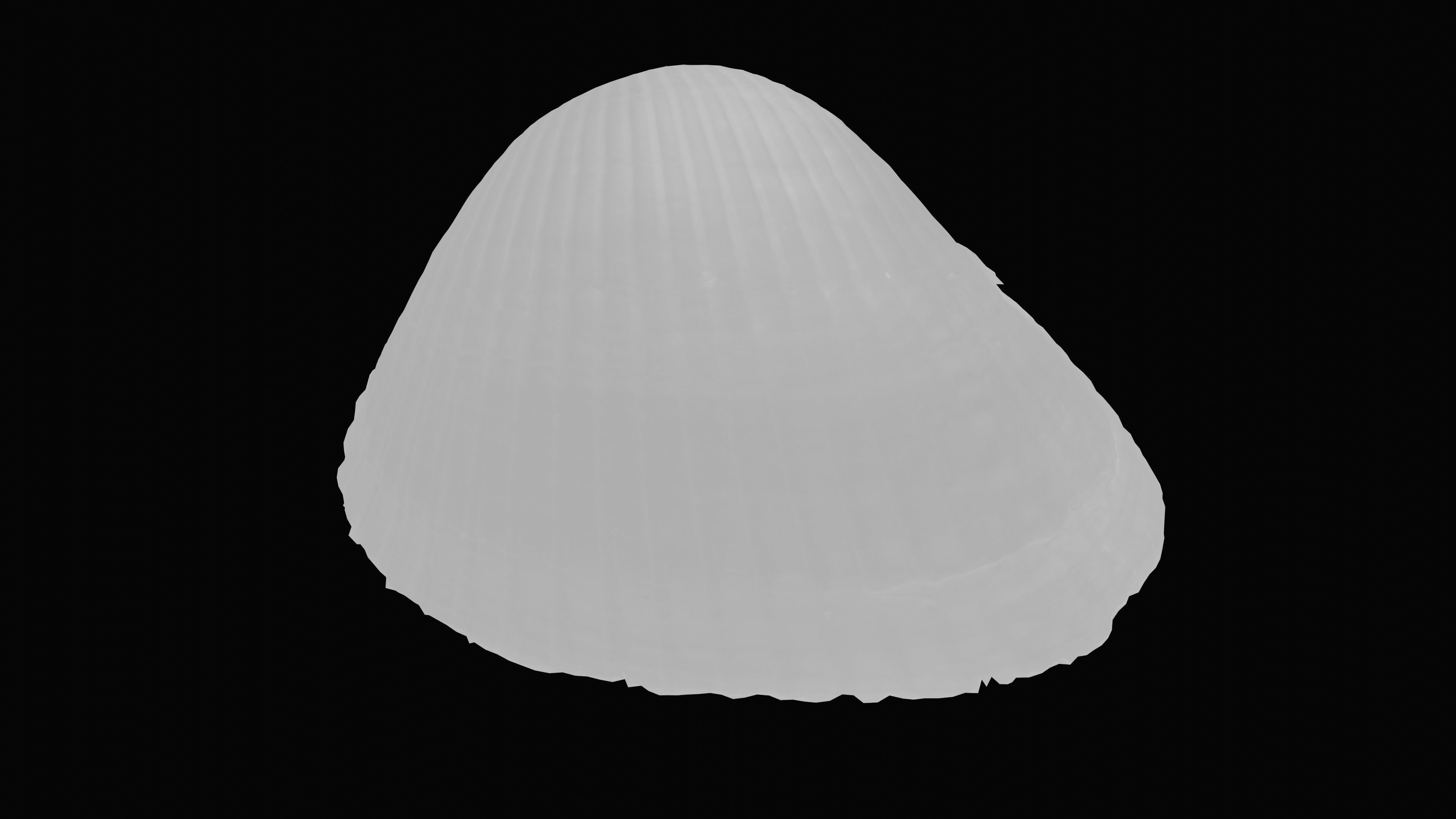 Cockie Sea Shell Low-poly 3D model_25