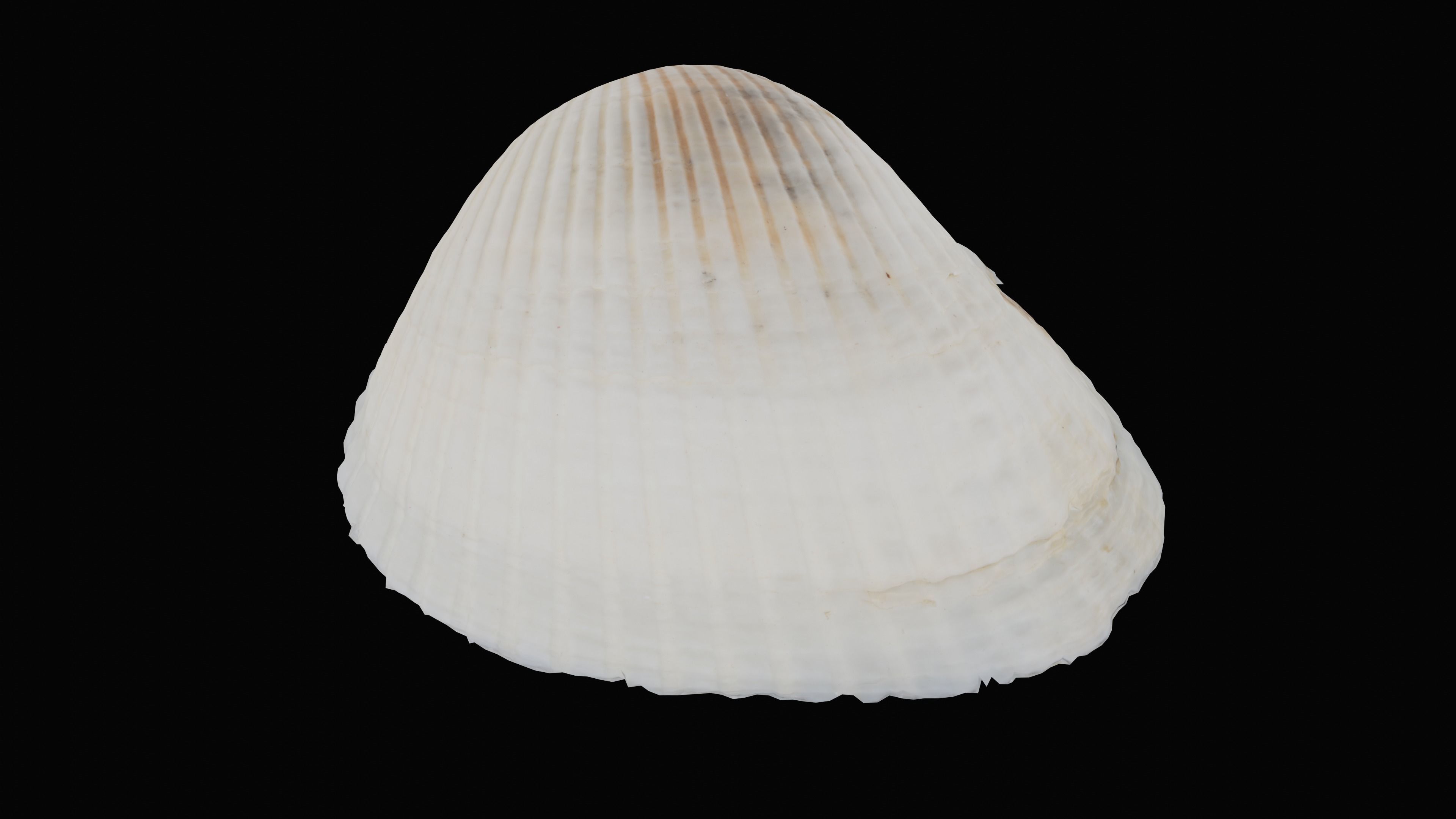 Cockie Sea Shell Low-poly 3D model_19
