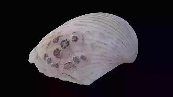 Cockie Sea Shell Low-poly 3D model