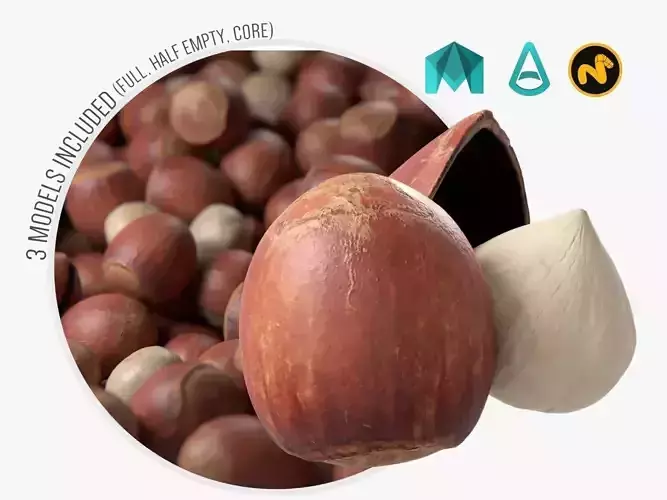 Hazelnut garlic bulb 3D model