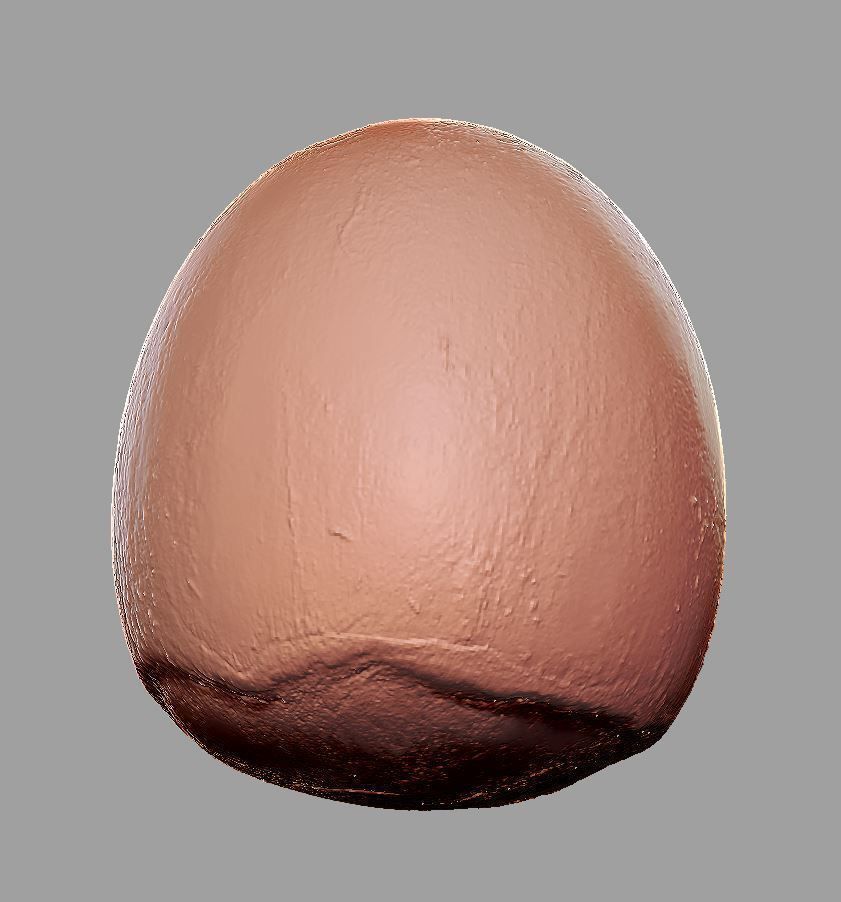 Hazelnut garlic bulb 3D model_10