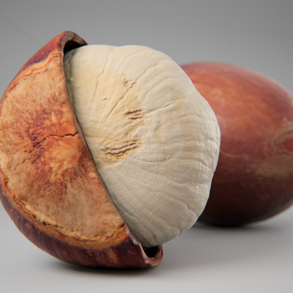 Hazelnut garlic bulb 3D model_5