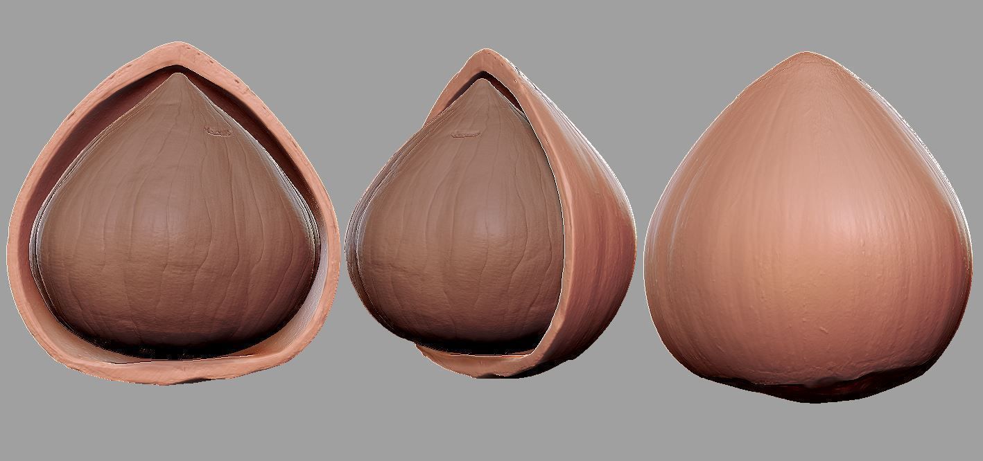 Hazelnut garlic bulb 3D model_8