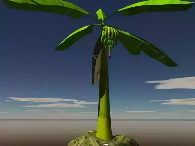 African Plantain tree with fruits