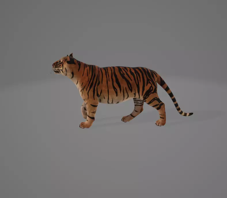 3d tiger 3D model_0