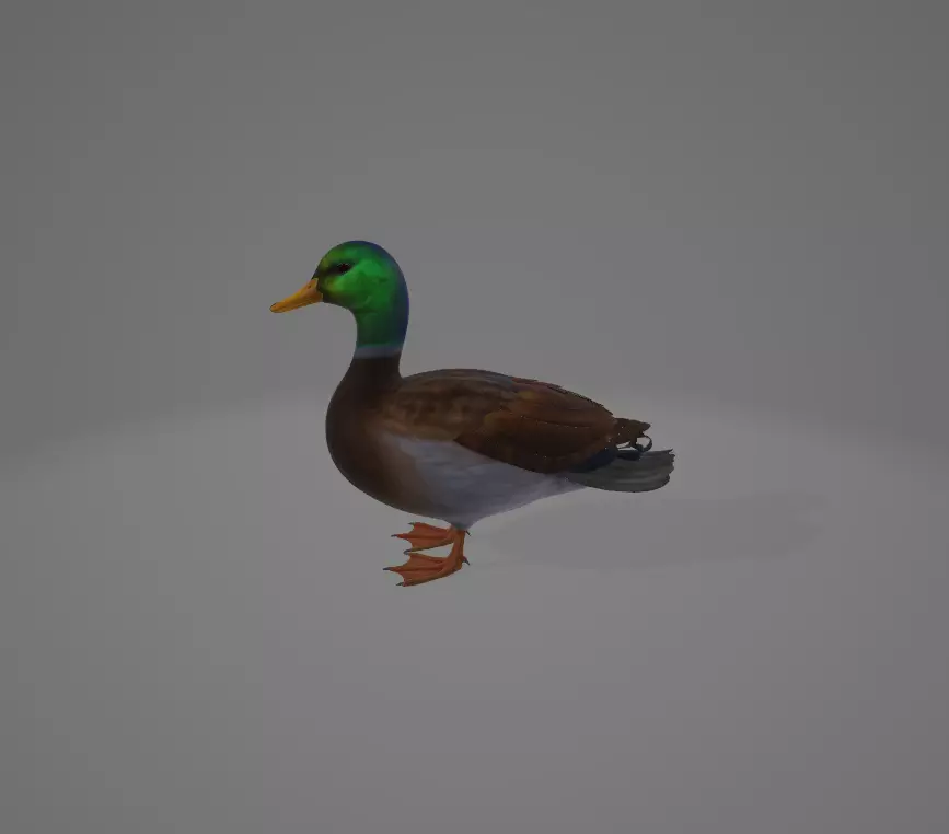 3d duck mallard 3D model_0