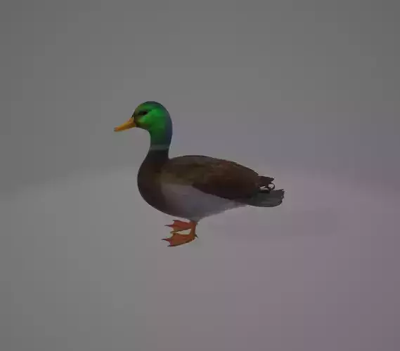3d duck mallard
