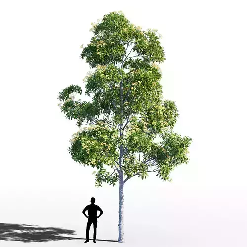 Hymenosporum flavum tree 3D model