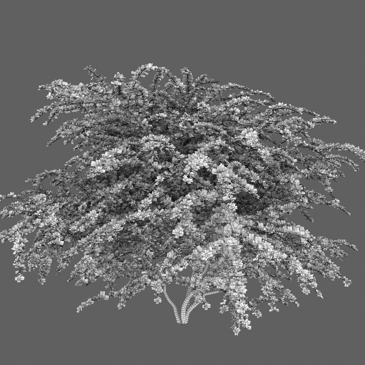 Berberis Ottawensis 01 3D model_4